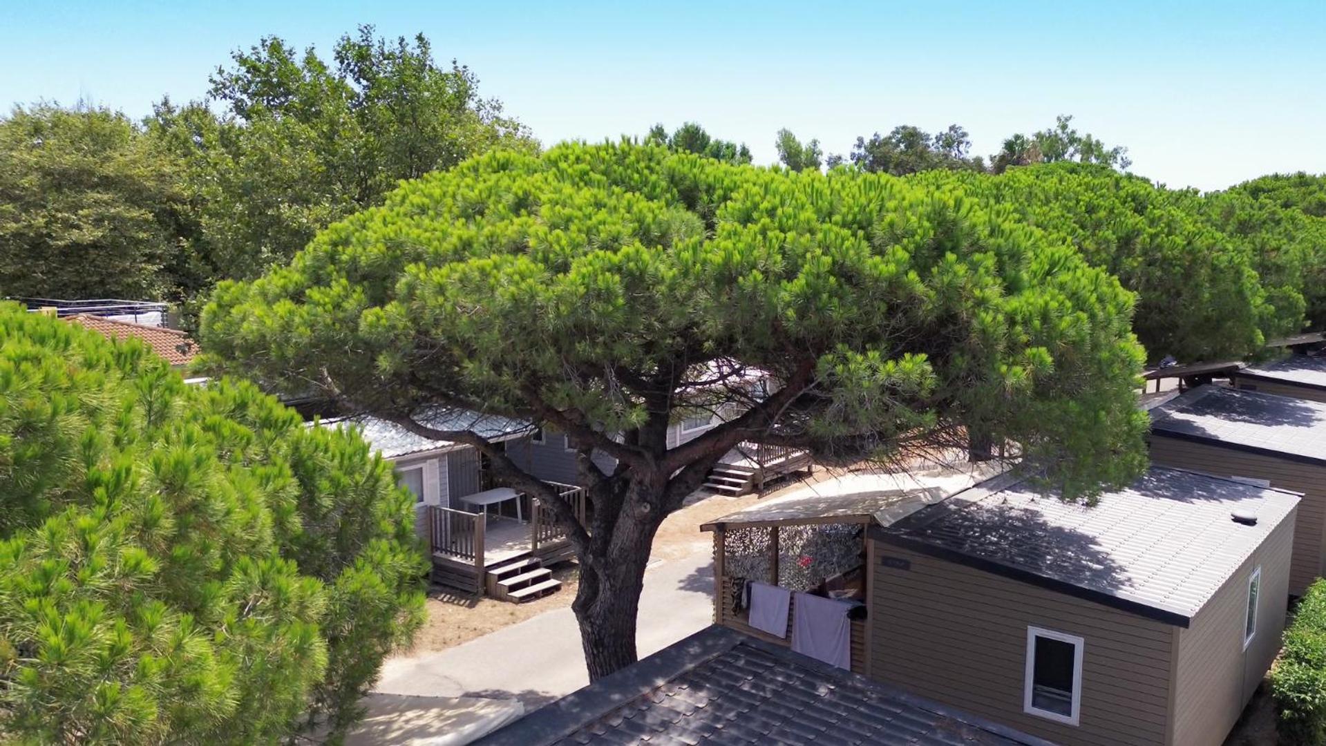 Camping La Bergerie Plage Hotel Hyères Kültér fotó